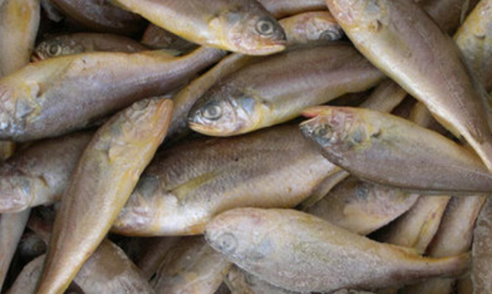  p>浅色黄姑鱼,学名: i>nibea coibor  /i>(hamilton, 1822) ,属于 a