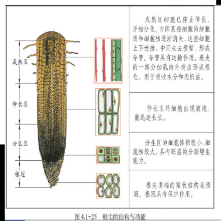 主根_百度百科