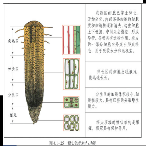 主根_百度百科