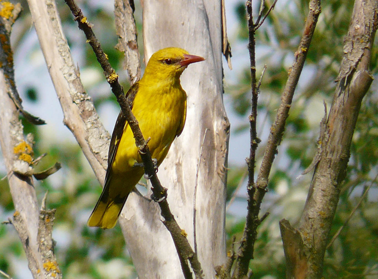 eurasian golden-oriole