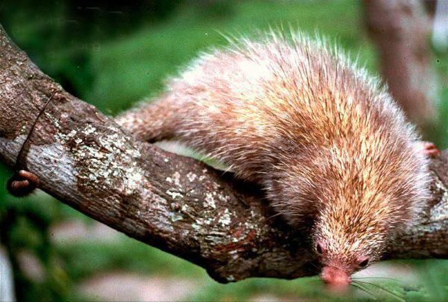  p>巴西毛倭豪猪(学名: i>sphiggurus roosmalenorum /i>):个体较小