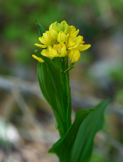  p>金兰(学名: i>cephalanthera falcata  /i> (thunb. ex a.