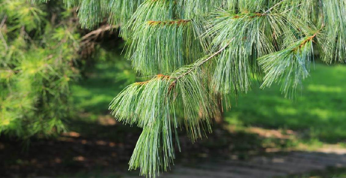 jackson)是松科,松属乔木,高达70米,胸径1米以上;树皮暗灰褐色,裂成