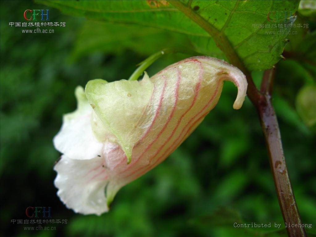 紫萼凤仙花