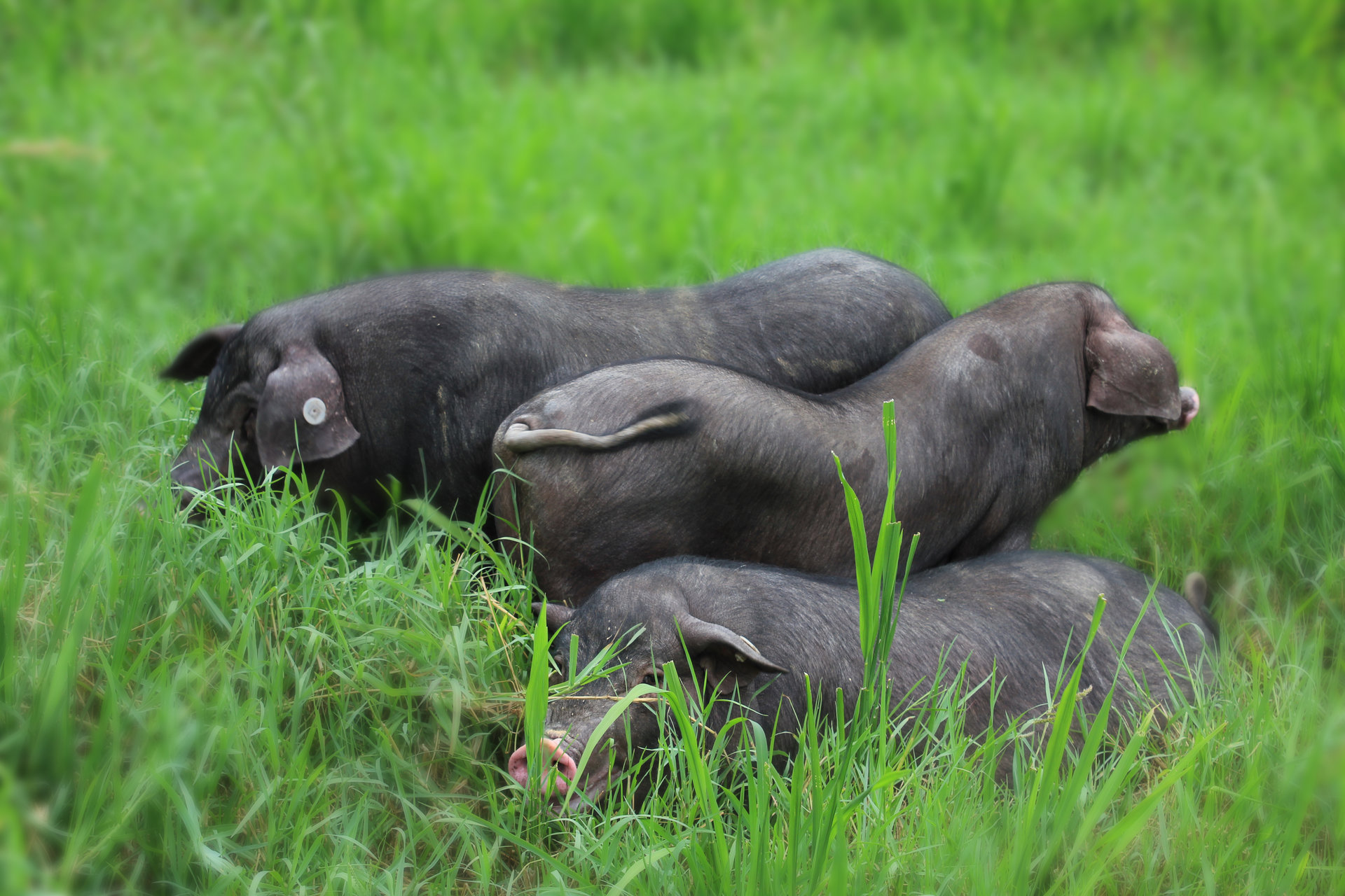  p>罗代黑猪,湖南省 a target="_blank" href="/item/长沙县/1746"