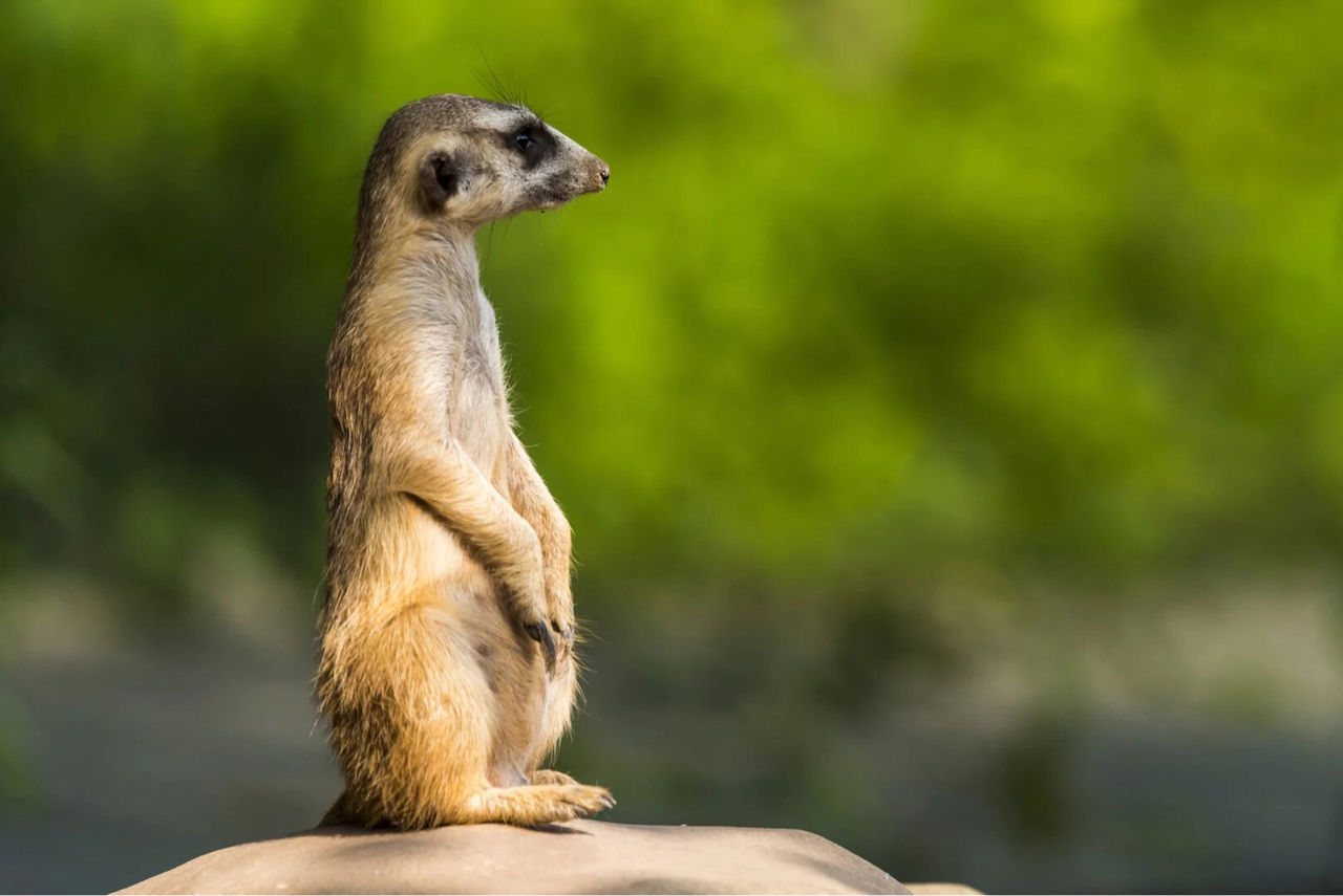  p data-id="go09mnd90x">獴(herpestes;mongooses)獴科动物的通称,是