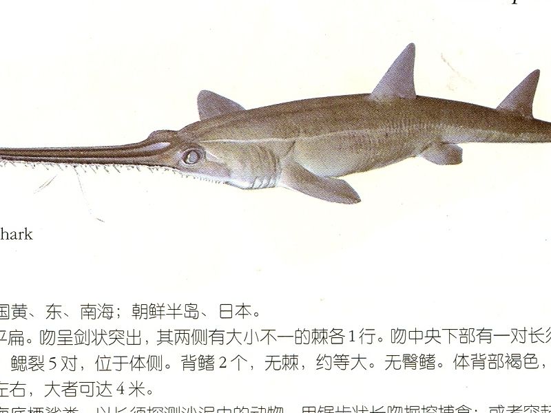  p>日本须鲨(学名: i>orectolobus japonicus  /i>(regan,1906))为 a
