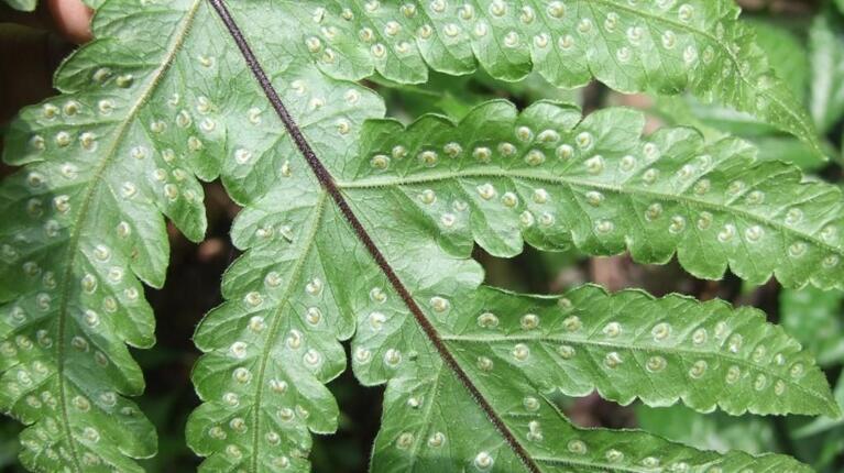 ="#">蹄盖蕨科 /a> a href="#">蹄盖蕨属 /a>下的一个种,簇生鳞片叶