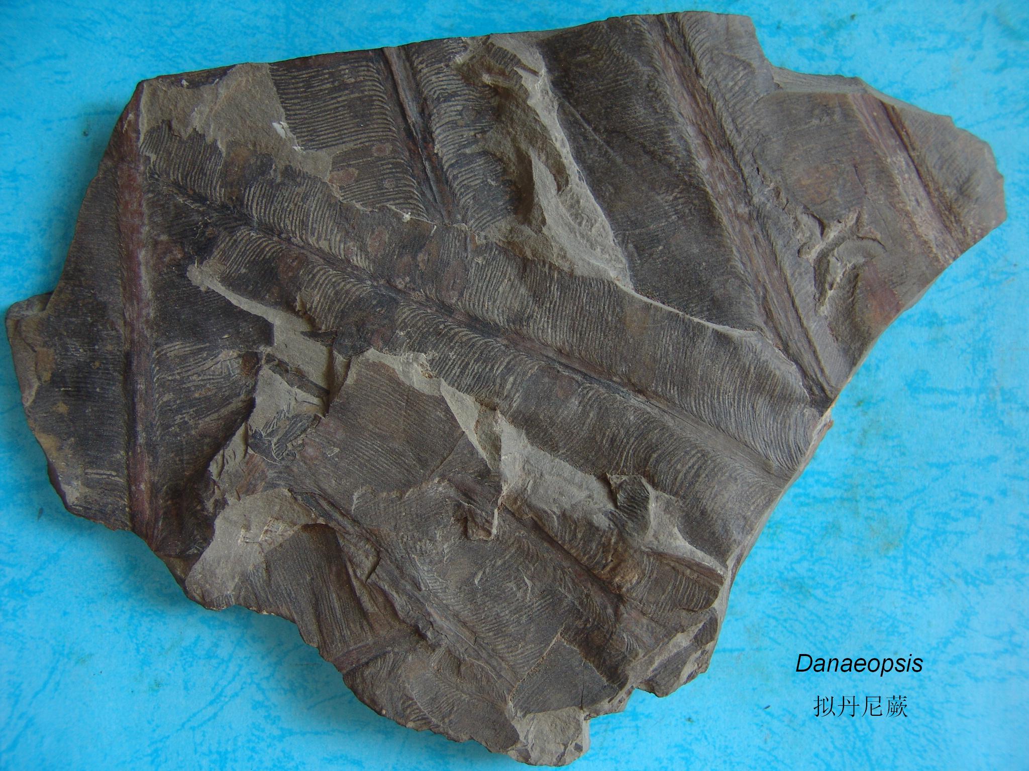 栉羊齿(pecopteris)