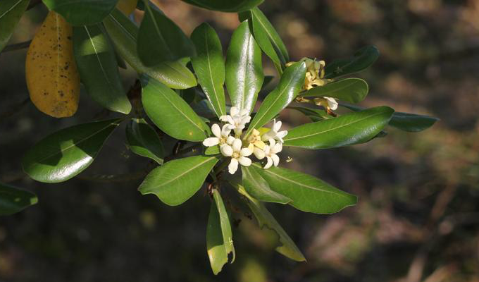 是海桐花科 a href="#" data-lemmaid="2993688">海桐花属 /a>常 <aa