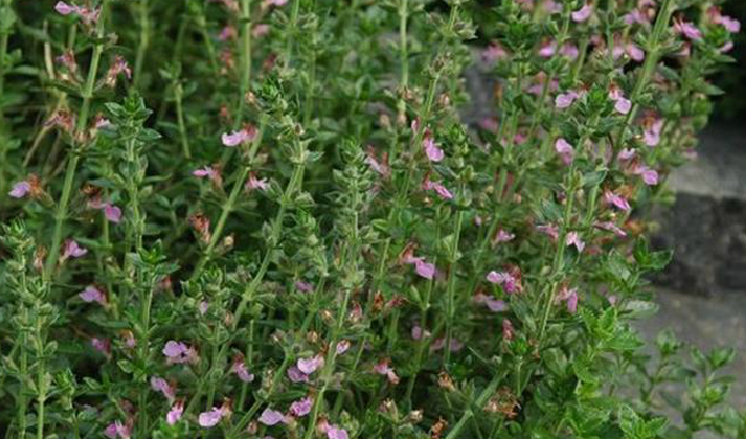  p>香科科属(teucrium),为 a href="#" data-lemmaid="2381957">唇形