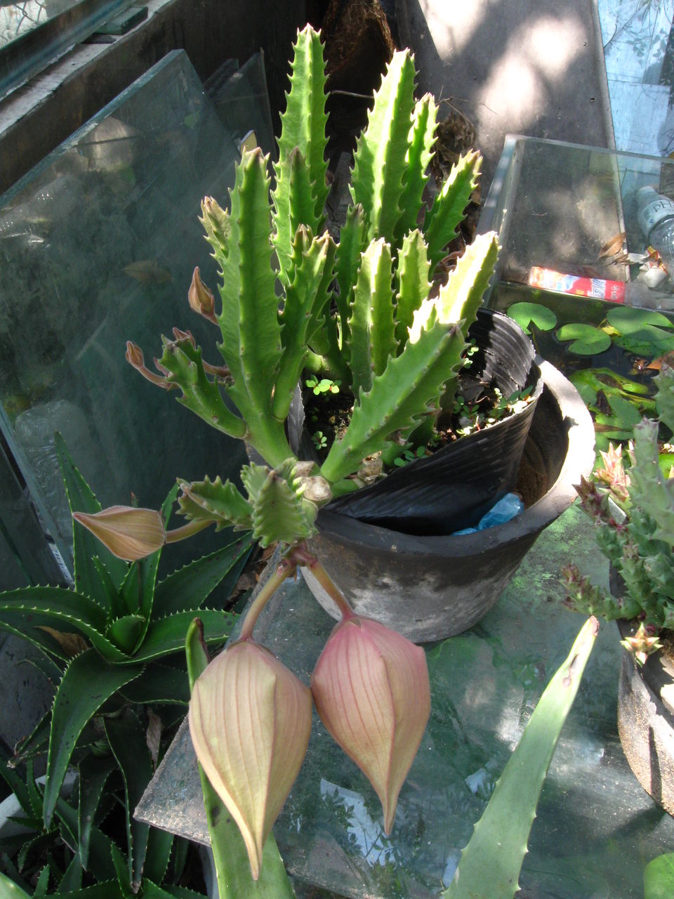  p>大花犀角(学名: i>stapelia /i>  i>grandiflora /i> masson)是