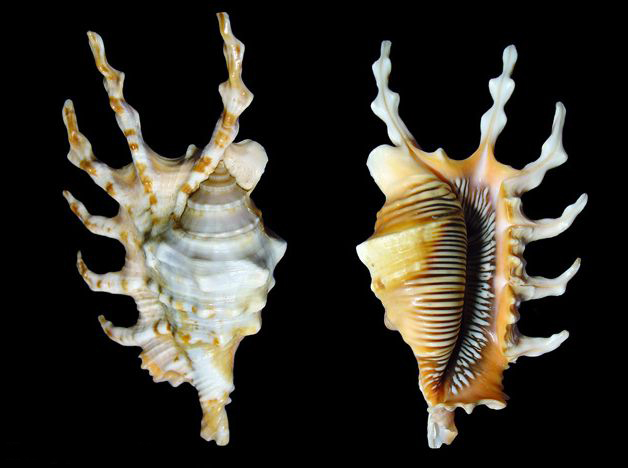 millepes scorpius scorpius