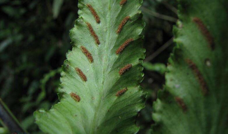  p>虎尾铁角蕨(学名: i>asplenium incisum /i> thunb.