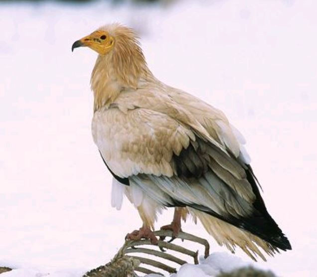  p>白兀鹫(学名: i>neophron percnopterus /i>):也叫 a target="