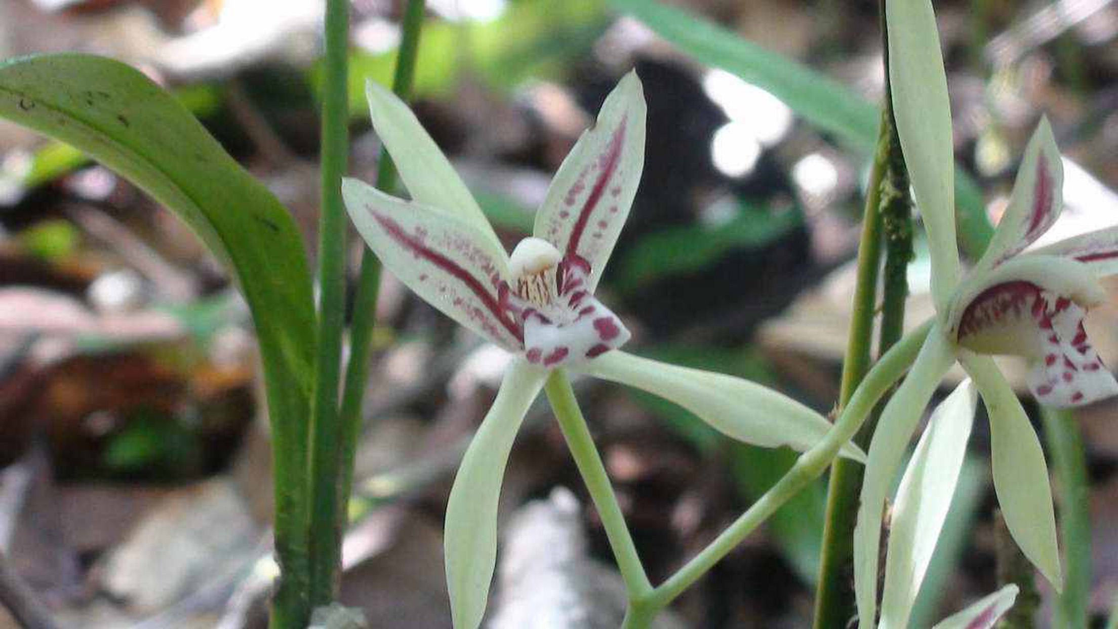  p>兔耳兰(学名: i>cymbidium lancifolium /i>  hook.