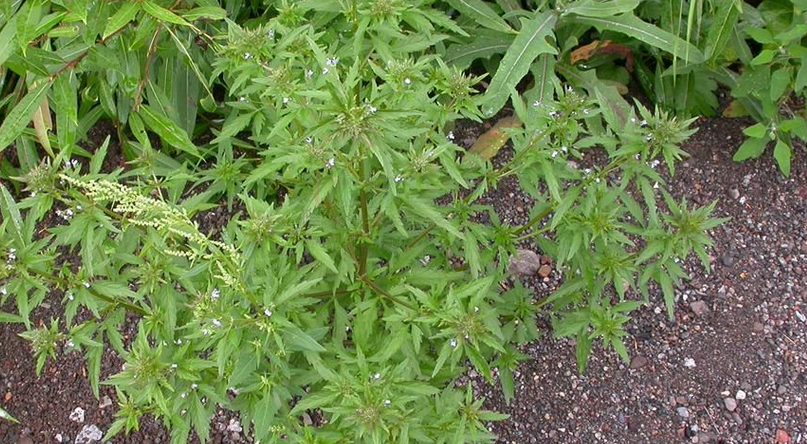  p>水棘针属(学名:amethystea linn.