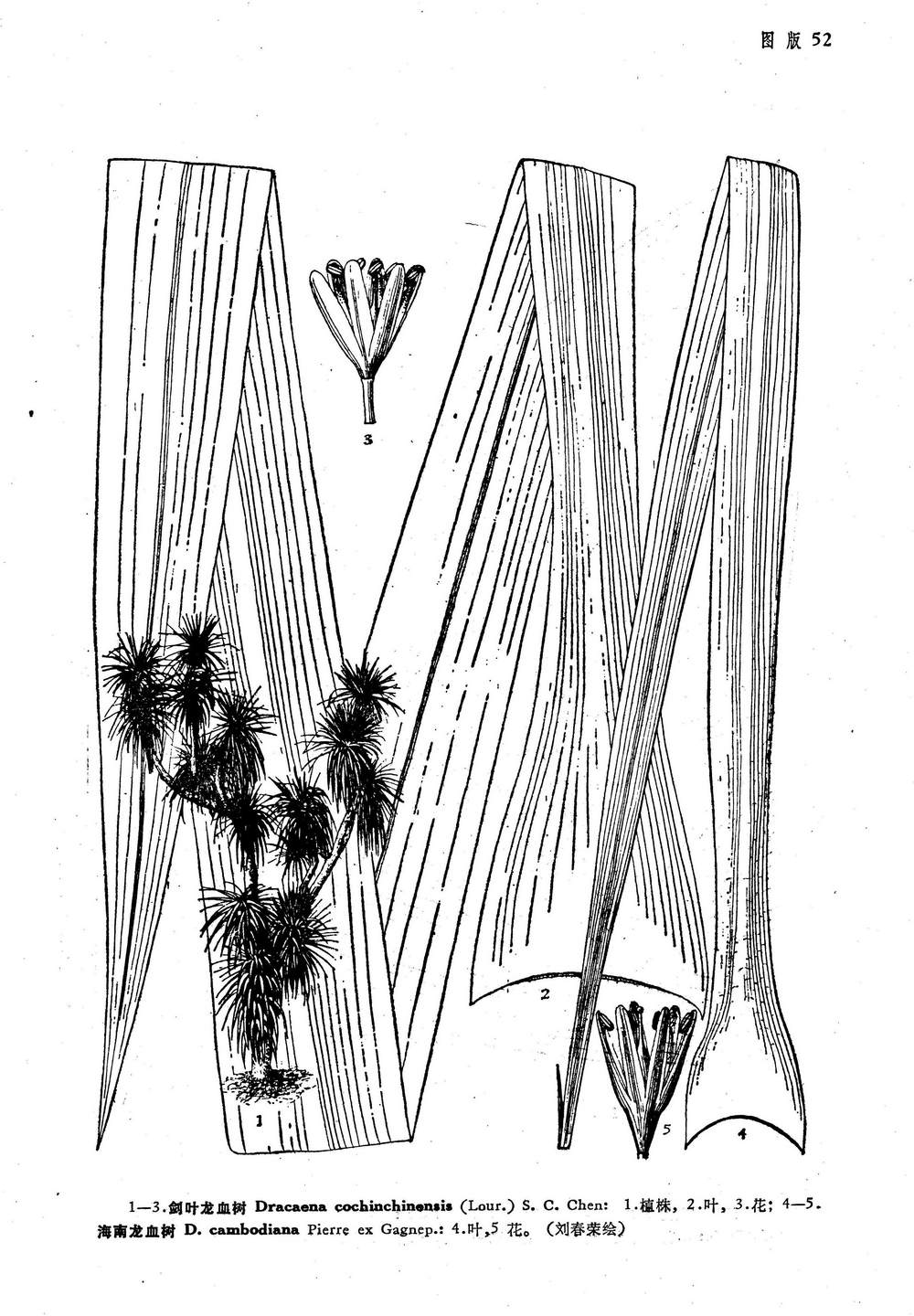  p>海南龙血树(学名: i>dracaena cambodiana /i> pierre ex gagn.