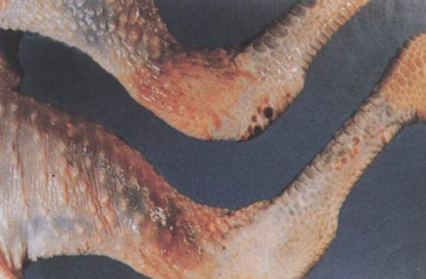 鸡病毒性关节炎