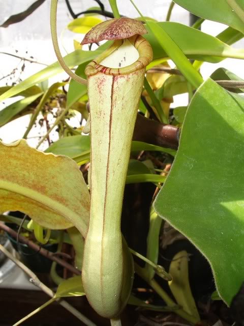  p>博世猪笼草是 a href="#" data-lemmaid="1473380">婆罗洲 /a>特有