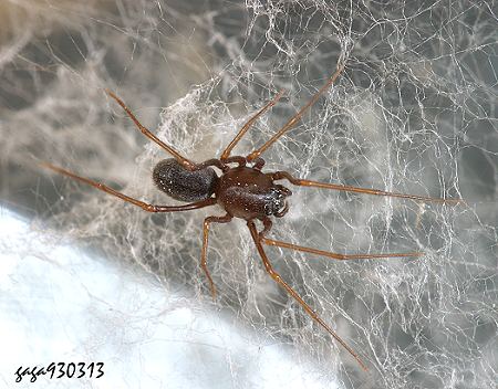 3mm) ( a target="_blank" href="/item/花皮蛛科/15673235" data