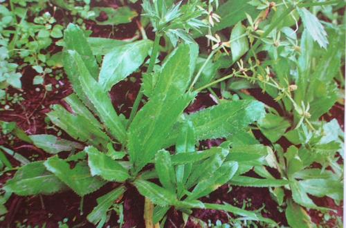  p>刺儿菜(学名: i>cirsium arvense var.