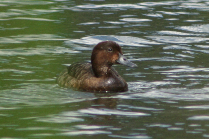  p>马岛潜鸭(学名:)是雁形目鸭科潜鸭属的鸟类.
