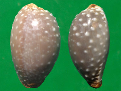  p>鸡皮宝螺(学名:staphylaea limacina limacina)是腹足纲宝螺科的 a