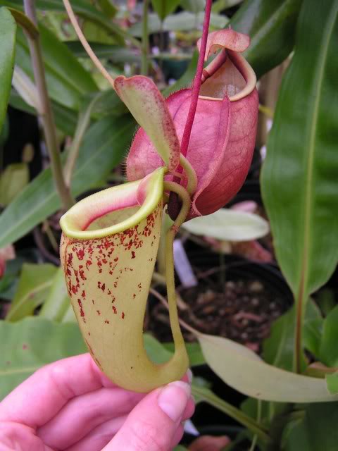  p>虎克猪笼草是由 a href="#" data-lemmaid="2384353">莱佛士猪笼草