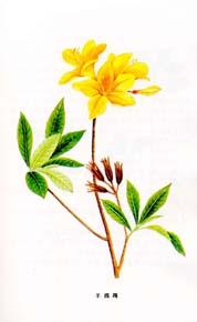 p>羊脚跟,别名:闹羊花,黄杜鹃,三钱三,毛老虎,一杯倒,八里麻,六轴子 