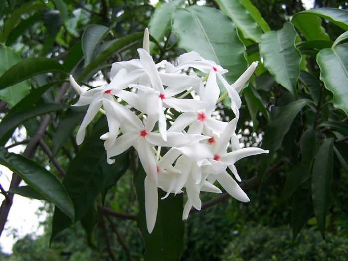  p data-id="go17ke14w2">蕊木属, a target=