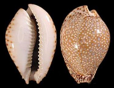  p>拉马克宝螺(学名:erosaria lamarckii lamarckii)是腹足纲宝螺科的