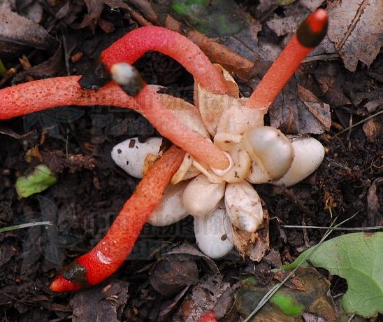  p>蛇头菌学名为"mutinus caninus",可以称得上是最丑陋的菌类.