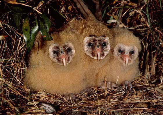  p>草鸮(学名: i>tyto longimembris /i>)是中等体型的 a target="