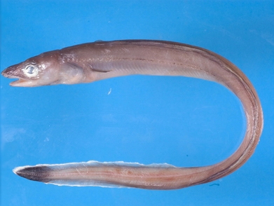  p>鳗鱼,别名白鳝, a target="_blank" href="/item/白鳗/7228555"