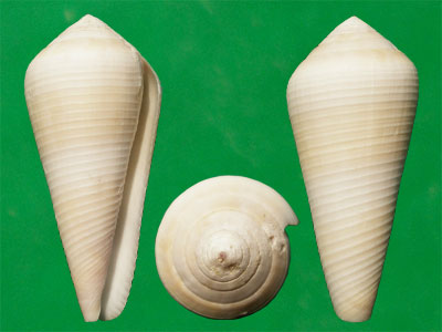  p>竹笋芋螺(学名:virgiconus terebra terebra)贝壳厚实,壳表乳黄色