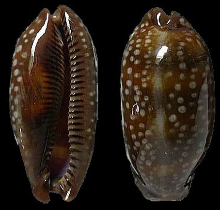  p>小鹿斑宝螺(学名:cypraea cervinetta)是腹足纲宝螺科的 a href="