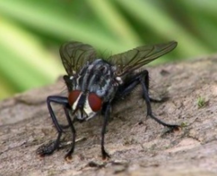  p>苍蝇是 a target="_blank" href="/item/完全变态/3411657" data