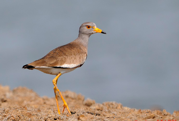  p>灰头麦鸡(学名: i>vanellus cinereus /i>)是鸻科,麦鸡属下的中型
