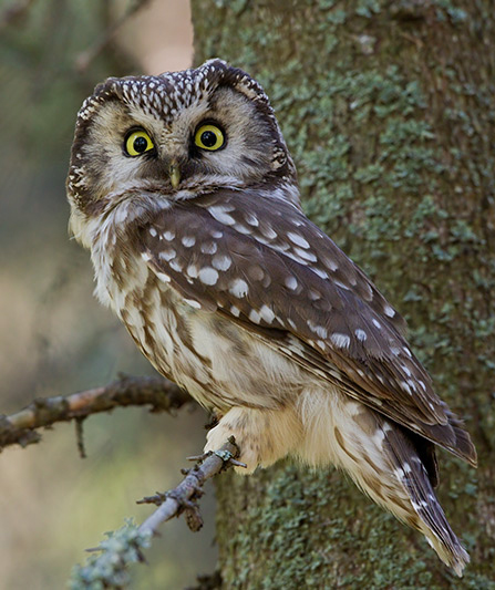  p>鬼鸮北方亚种(学名:aegolius funereus pallens)是鸟纲鸱鸮科的 a