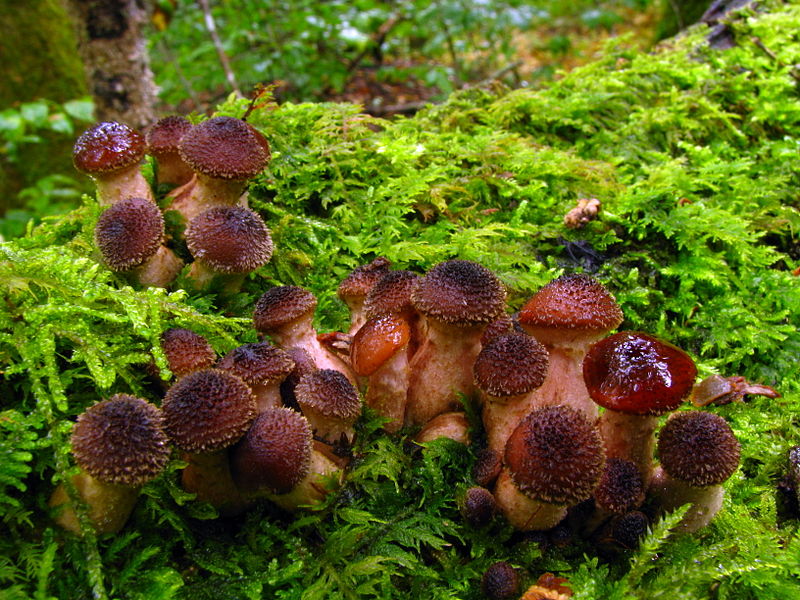 armillaria gallica
