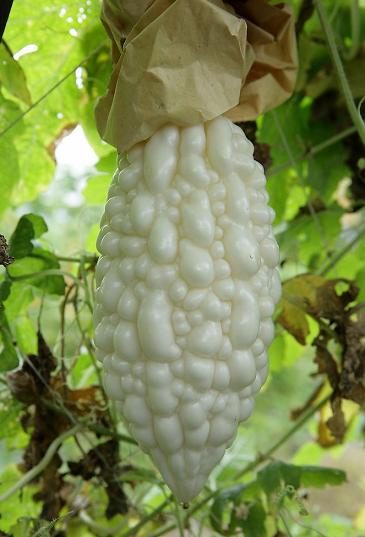 href="/item/台湾/122340" data-lemmaid="122340">台湾 /a>,白玉苦瓜