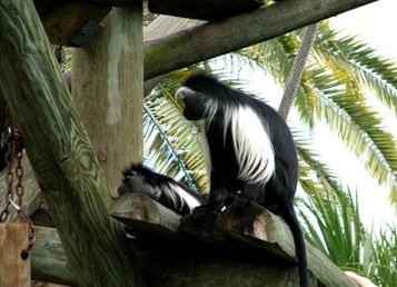 angolan black-and-white colobus