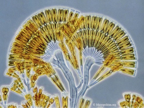  p data-id="go0p5nftjl">扇形藻,licmophora flabellata,等片藻科