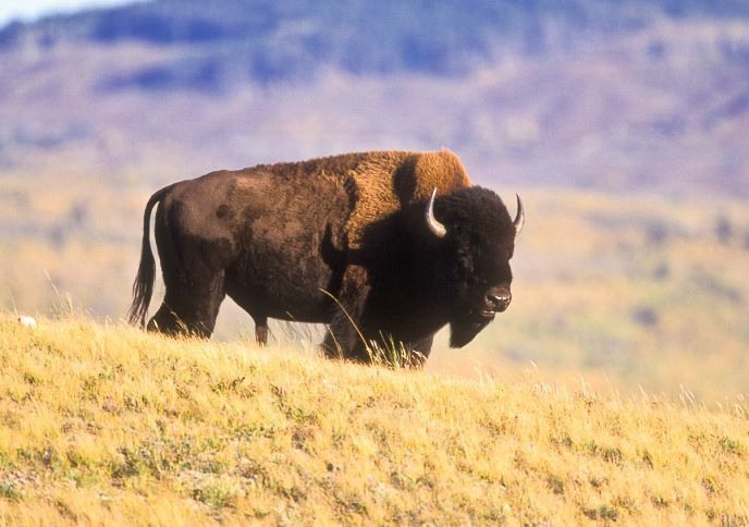  p>美洲草原野牛(学名:bison bison bison)是北美最大的哺乳类动物