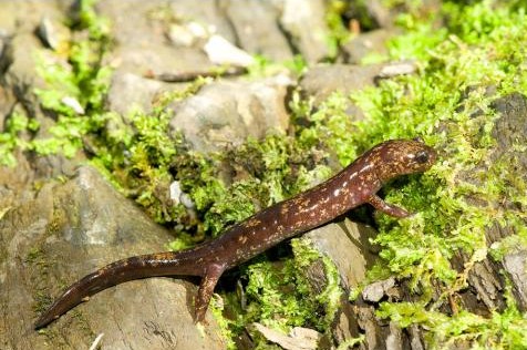 犁骨齿列内枝长,其长为舌宽的3/4,后端向后延伸达眼眶后部;肋沟12～13