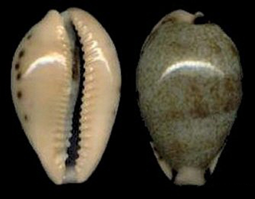  p>黄齿宝螺(学名:erronea xanthodon xanthodon)是腹足纲宝螺科的 a