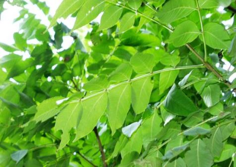 水曲柳（木犀科梣属植物）_百度百科