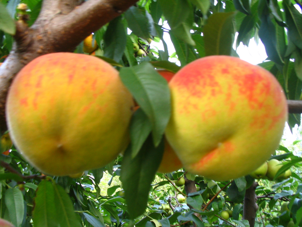  p> a target="_blank" href="/item/粘核毛桃/4255149" data-lemmaid