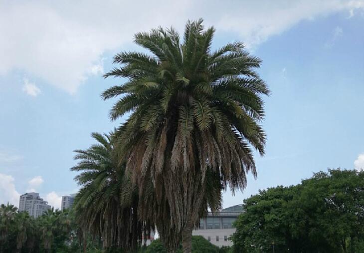  p>林刺葵(学名: i>phoenix sylvestris /i> roxb.